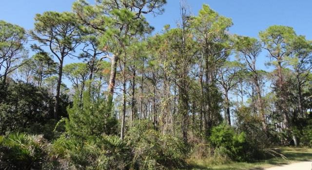 0.3100 Acre interior lot located in the Gulf beaches